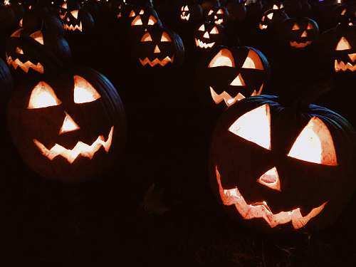 plant brown pumpkin lot flora