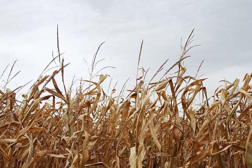 flora corn field under gray sky grain