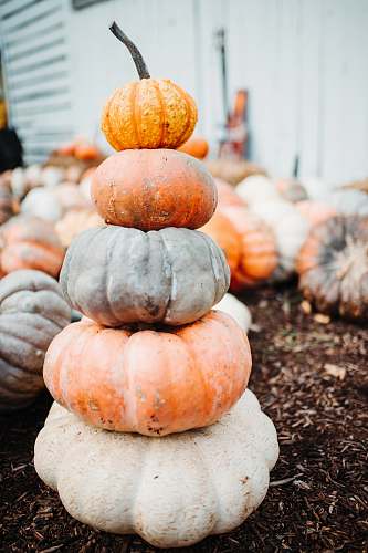 flora pumpkin vegetable lot plant