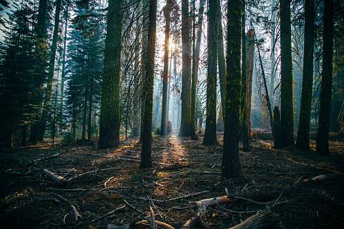 tree low angle of green leafed trees nature