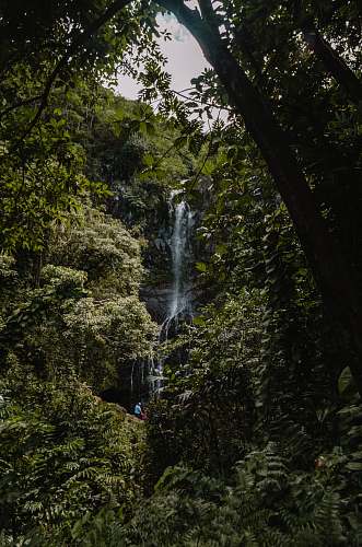 jungle water falls at forest during daytime tree