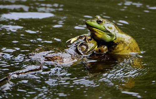 wildlife frogs on body of water animal