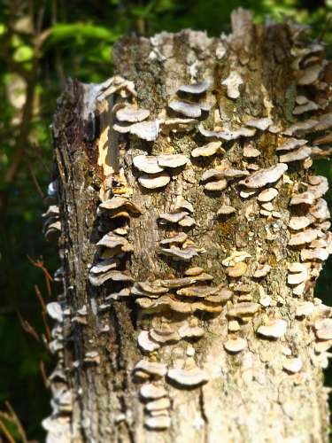 mushroom white fungi growing on tree trunk plant