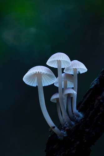 76014 white mushrooms arlington