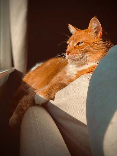 cat orange tabby cat on gray sofa couch