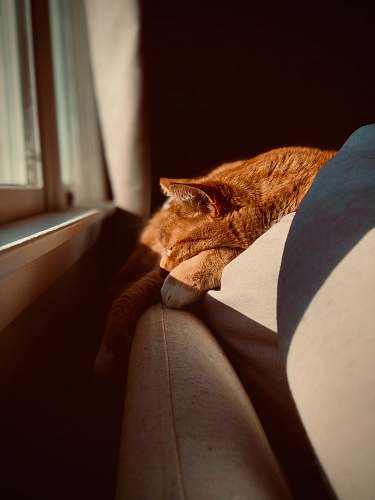 cat orange tabby cat on white textile couch