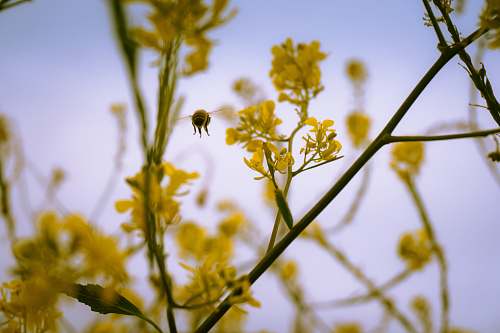 pollen micro microphotography of bee hovering near yellow petaled flower goleta beach park