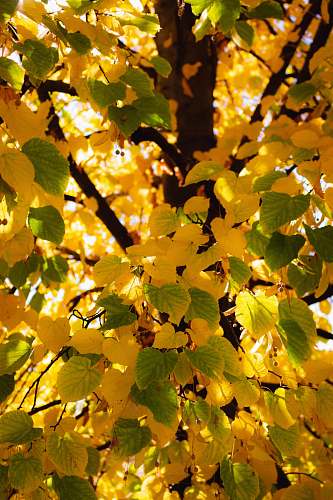 plant yellow and green leaves produce