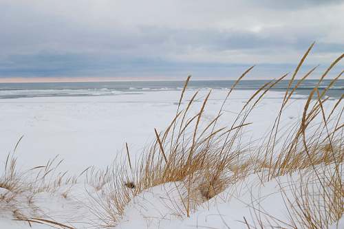 plant brown grass near sea shore flora