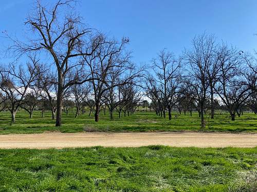plant leafless trees on green grass field during daytime outdoors