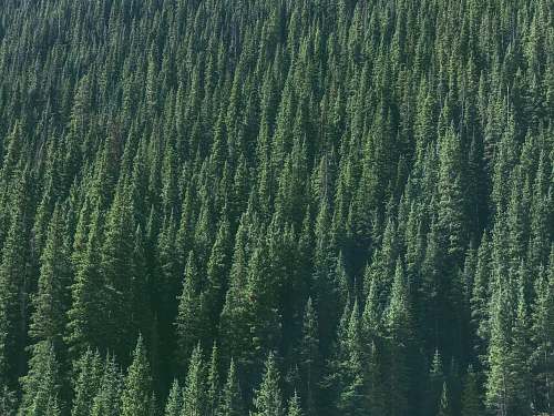tree aerial photography of green tree conifer