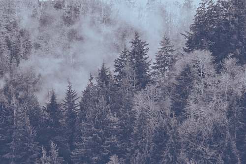 tree bird's eye view photography of tall trees and smokes kentucky falls trailhead