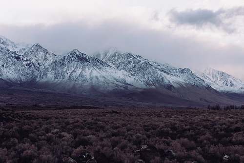mountain brown forest snow
