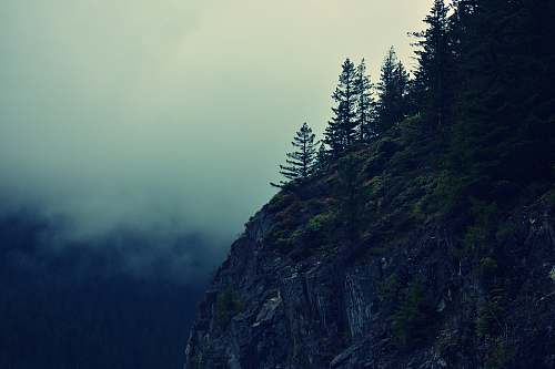 tree cliff with green trees surrounded by fog conifer
