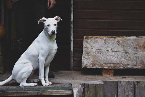 wood dog sitting on wooden floror omwood studios