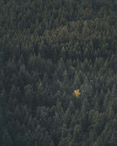 tree landscape photography of forest forest