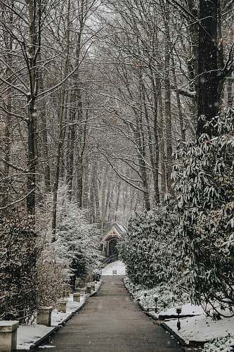 path pathway between bare trees at daytime photo winter