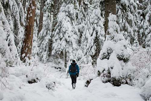 snow person walking on snow surrounded by trees forest