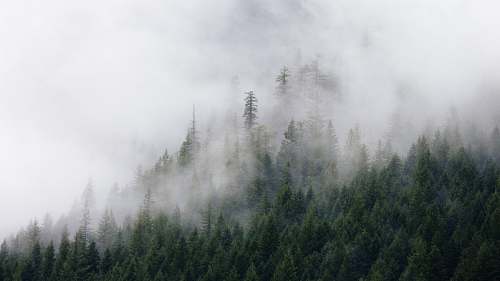 nature photography of green pine trees covered by fogs fog