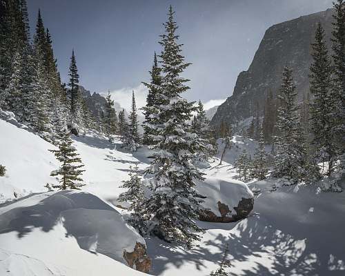 mountain pine trees covered with snow under blue sky rocky mountain national park