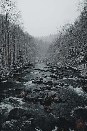 stream running water surrounded by trees rock