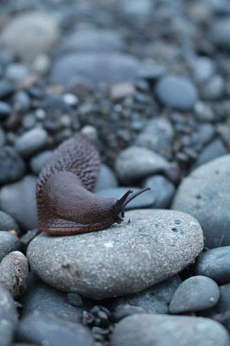 animal selective focus of snail on stone slug