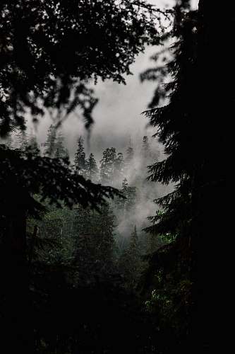 tree top view of forest forest