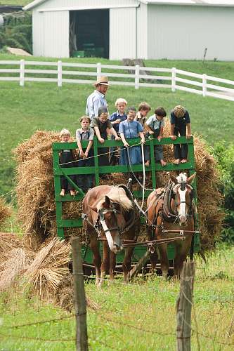 animal children riding carriage mammal