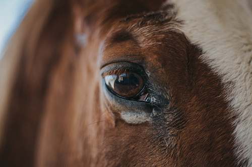 animal macro shot photo of horse left eye stepp stables