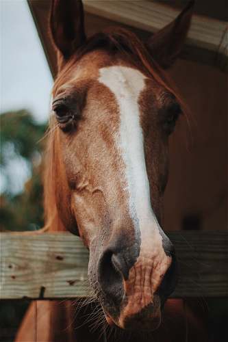 animal photography of horse foal