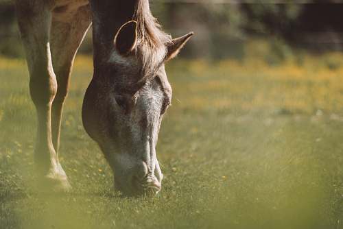 animal shallow focus photography on gray horse harrison