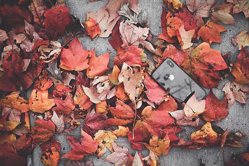 person black iPhone X beside withered leaves people