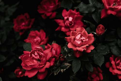 flower closeup photo of red petaled flowers rose