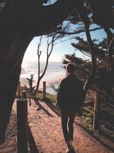 person man walking beside tree plant