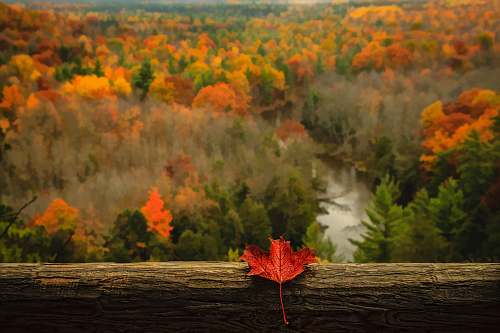 person maple leaf on wooden surface leaf