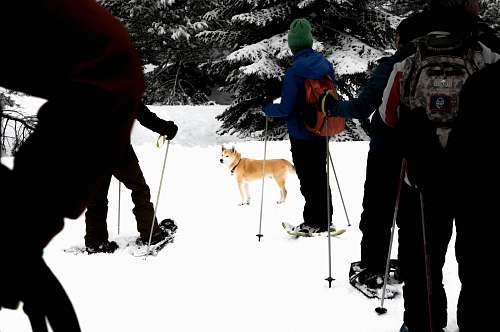 person people skiing with brown dog during daytime nature