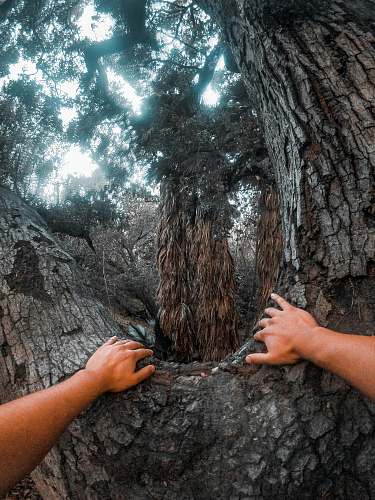 person person climbing tree during daytime tree
