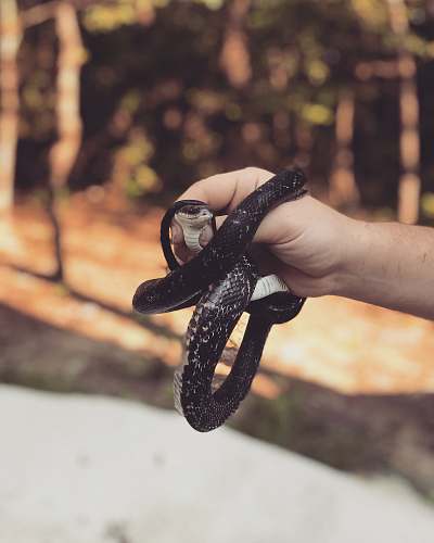 person person holding black snake people