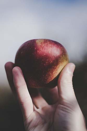 person person holding red apple fruit people