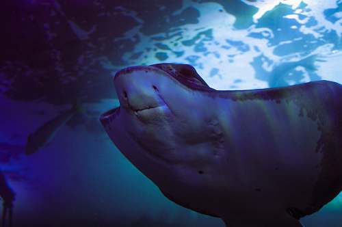 person photo of gray stingray under water people