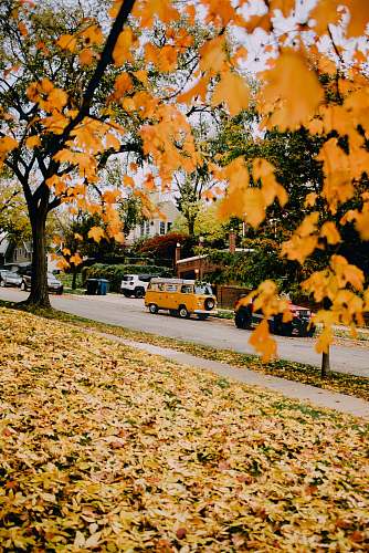 person photo of orange leaves van
