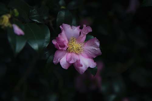 person pink petaled flower flower