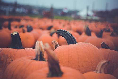 person pumpkin lot people