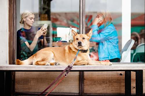 people short-coated brown dog on table person