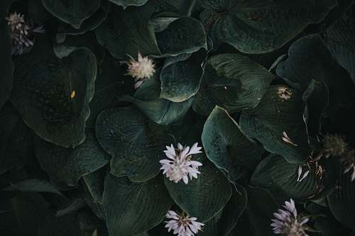 person white petal flower plants people