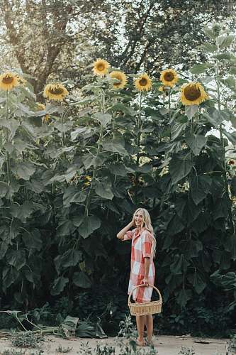 person woman holding basket standing under sunflowers people