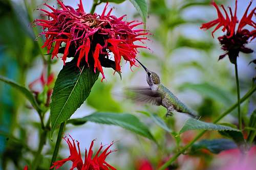 bird green and blue hummingbird flying flower