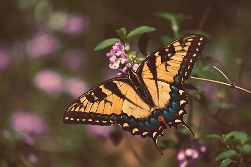 animal Eastern tiger swallowtail butterfly butterfly