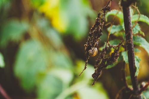 insect macro photography of dried leaf spider