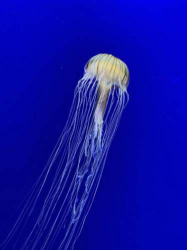jellyfish white and brown jellyfish in blue water sea life
